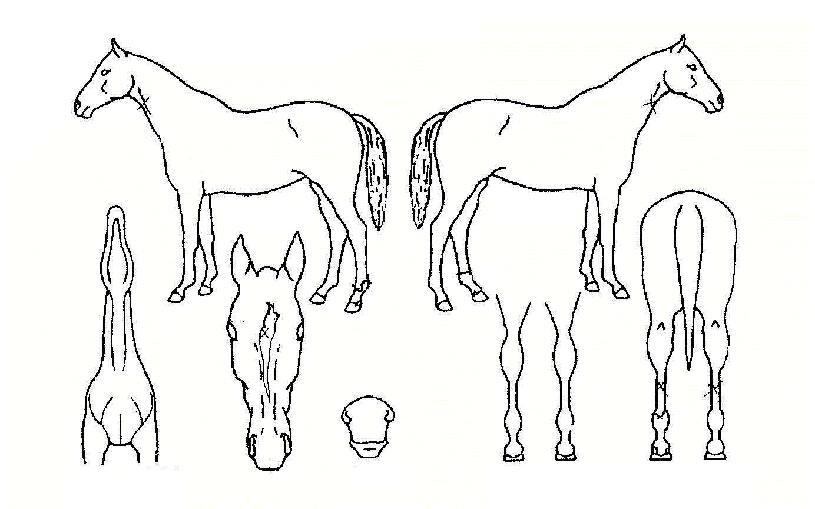 ¿À¸®¿ÂÀÇ Ãø¸é,¿ì¸é,µÞ¸é,µÎ»ó,´Ù¸®ÀÇ Æ¯Â¡µµÇØ