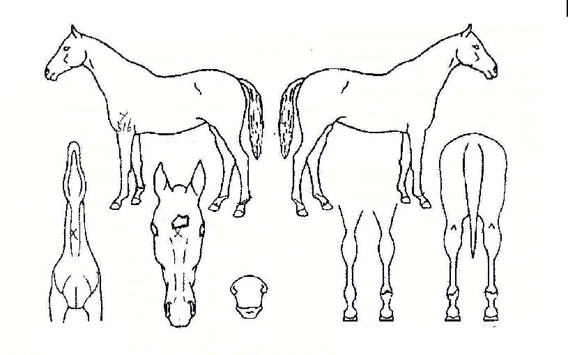 ���������� ����,���,�޸�,�λ�,�ٸ��� Ư¡����