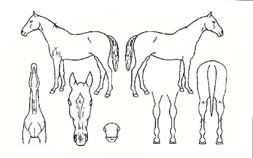 Å©¸¯ÇϿ콺ÀÇ Ãø¸é,¿ì¸é,µÞ¸é,µÎ»ó,´Ù¸®ÀÇ Æ¯Â¡µµÇØ