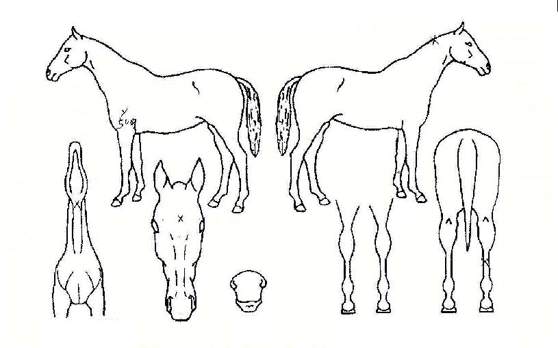 ���ϵ彺�ǵ��� ����,���,�޸�,�λ�,�ٸ��� Ư¡����