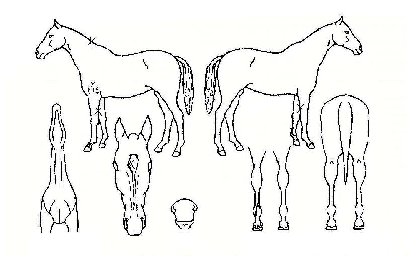 �������� ����,���,�޸�,�λ�,�ٸ��� Ư¡����