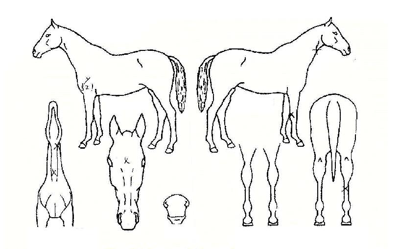 �޺������� ����,���,�޸�,�λ�,�ٸ��� Ư¡����