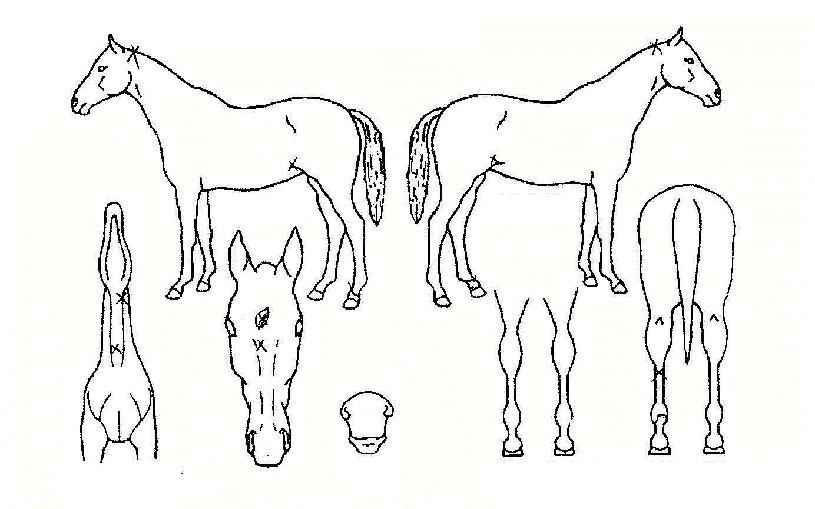 縰ÁöÀÇ Ãø¸é,¿ì¸é,µÞ¸é,µÎ»ó,´Ù¸®ÀÇ Æ¯Â¡µµÇØ