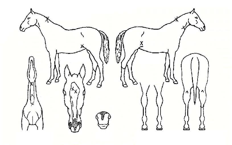 �׷���Ʈ����� ����,���,�޸�,�λ�,�ٸ��� Ư¡����