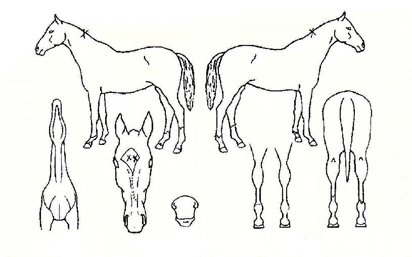 ºí·¢¿ÀºêÅéÀÇ Ãø¸é,¿ì¸é,µÞ¸é,µÎ»ó,´Ù¸®ÀÇ Æ¯Â¡µµÇØ