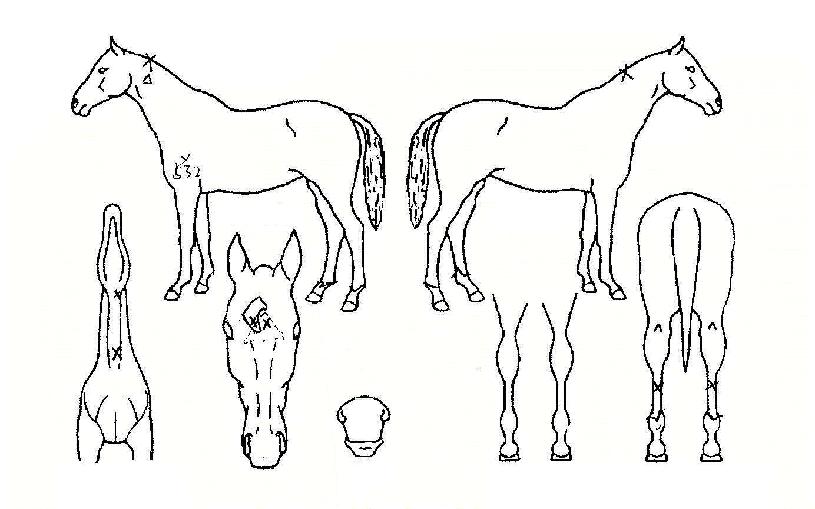 �ػ����� ����,���,�޸�,�λ�,�ٸ��� Ư¡����