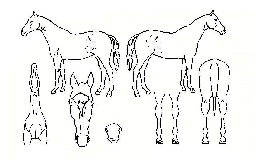 ¶óÇǽº¶óÁÙ¸®ÀÇ Ãø¸é,¿ì¸é,µÞ¸é,µÎ»ó,´Ù¸®ÀÇ Æ¯Â¡µµÇØ