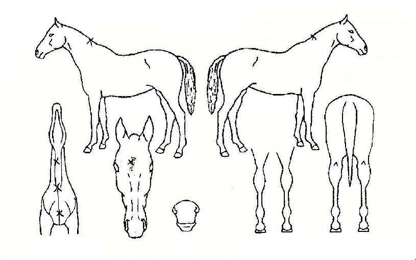 ��Ƽ���ڸ��� ����,���,�޸�,�λ�,�ٸ��� Ư¡����