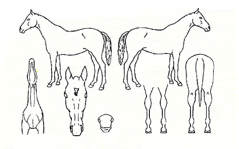 �̽��͹̵���� ����,���,�޸�,�λ�,�ٸ��� Ư¡����