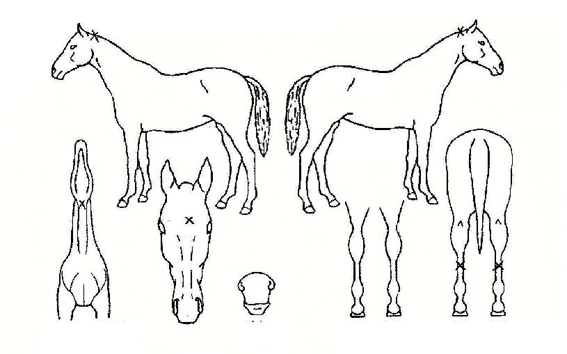 �������� ����,���,�޸�,�λ�,�ٸ��� Ư¡����