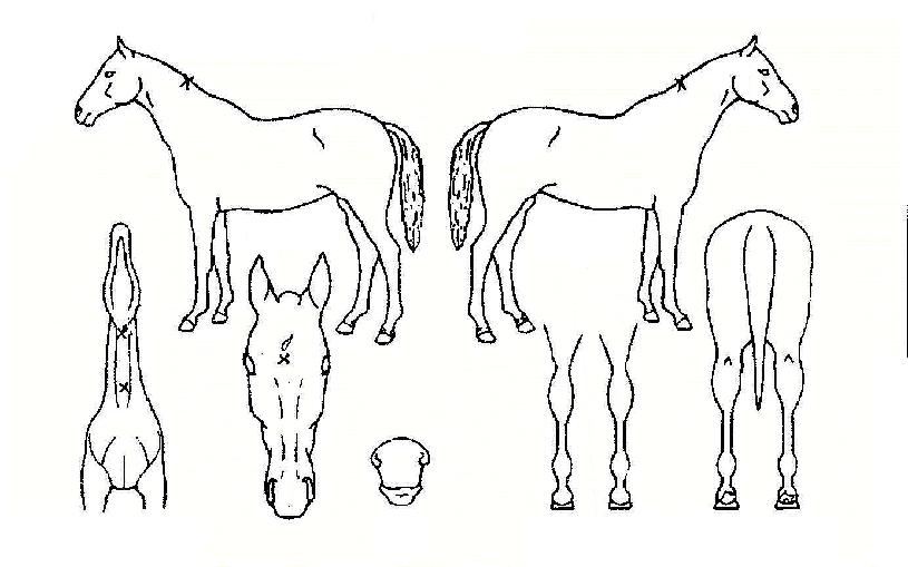 Æ÷Ƽ´í½ÌÀÇ Ãø¸é,¿ì¸é,µÞ¸é,µÎ»ó,´Ù¸®ÀÇ Æ¯Â¡µµÇØ