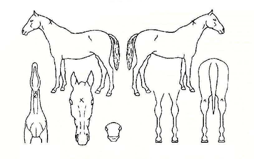 Ä«¸£º¸³ªµµÀÇ Ãø¸é,¿ì¸é,µÞ¸é,µÎ»ó,´Ù¸®ÀÇ Æ¯Â¡µµÇØ