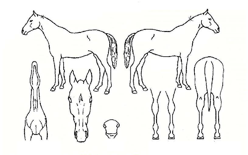 ������� ����,���,�޸�,�λ�,�ٸ��� Ư¡����