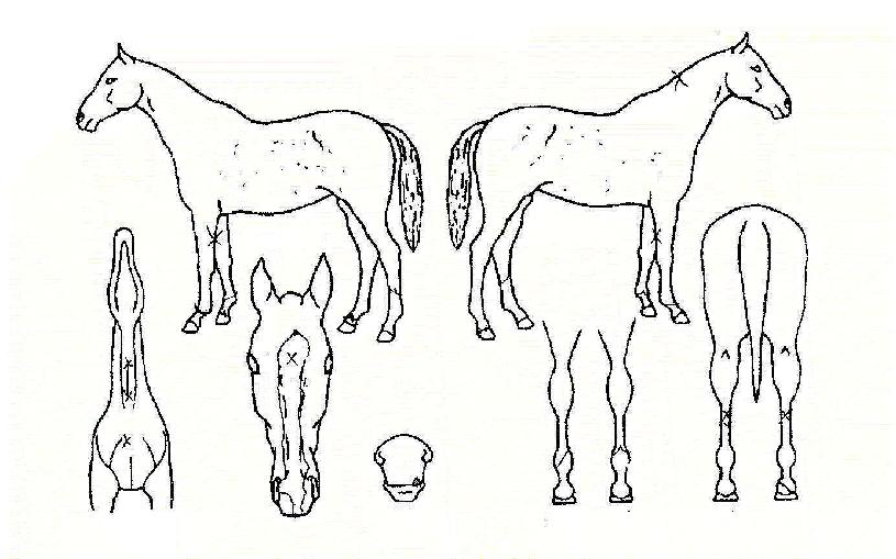 ��¼ҽ��� ����,���,�޸�,�λ�,�ٸ��� Ư¡����