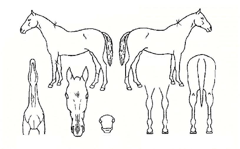 �̽�ƽ���� ����,���,�޸�,�λ�,�ٸ��� Ư¡����