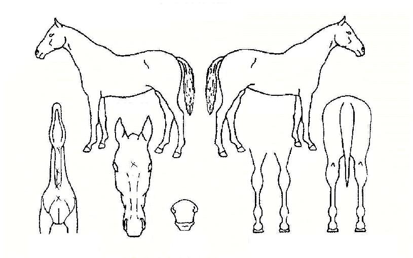 ¿ø½º¿£Æ÷¿ÃÀÚ¸¶ÀÇ Ãø¸é,¿ì¸é,µÞ¸é,µÎ»ó,´Ù¸®ÀÇ Æ¯Â¡µµÇØ