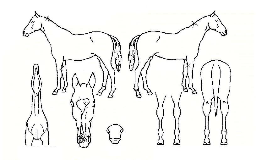 ����Ƽ�������� ����,���,�޸�,�λ�,�ٸ��� Ư¡����