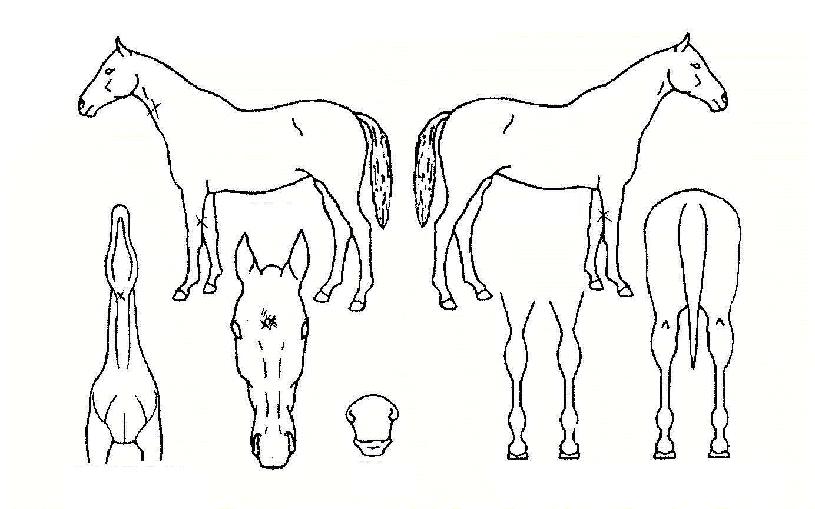 ¼öÆÛÁ¦Æ®ÀÇ Ãø¸é,¿ì¸é,µÞ¸é,µÎ»ó,´Ù¸®ÀÇ Æ¯Â¡µµÇØ