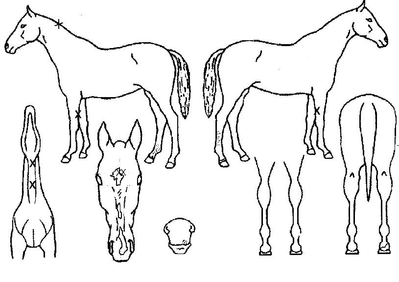 Çì¶óÀÇ Ãø¸é,¿ì¸é,µÞ¸é,µÎ»ó,´Ù¸®ÀÇ Æ¯Â¡µµÇØ