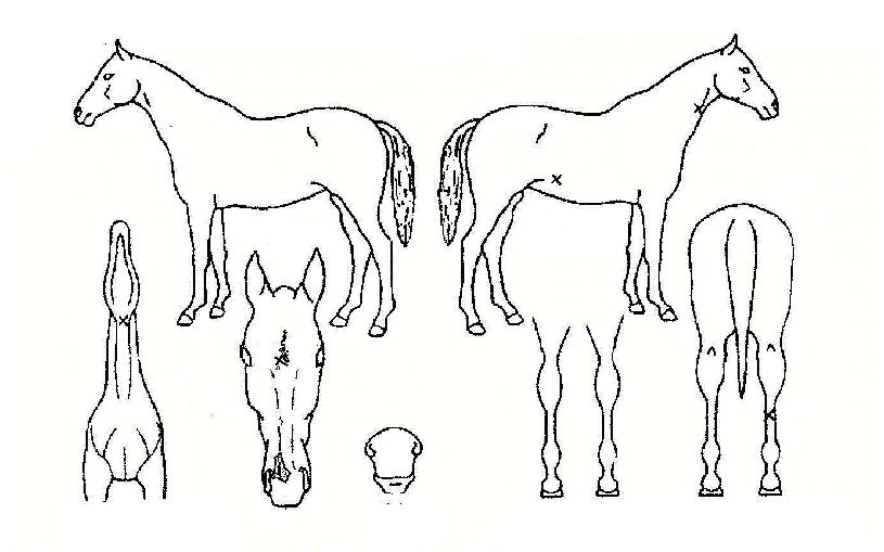 Æ÷Æ®ÄýÀÇ Ãø¸é,¿ì¸é,µÞ¸é,µÎ»ó,´Ù¸®ÀÇ Æ¯Â¡µµÇØ