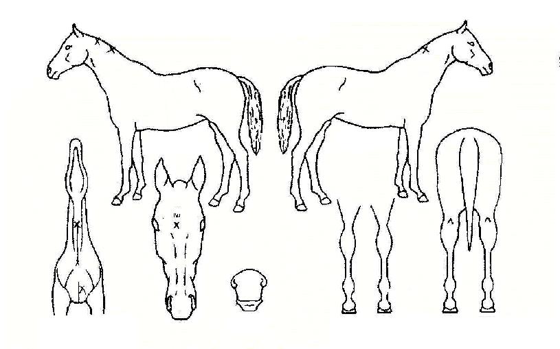 ����õ���� ����,���,�޸�,�λ�,�ٸ��� Ư¡����