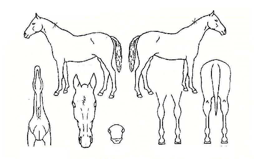 Ʈ�������� ����,���,�޸�,�λ�,�ٸ��� Ư¡����