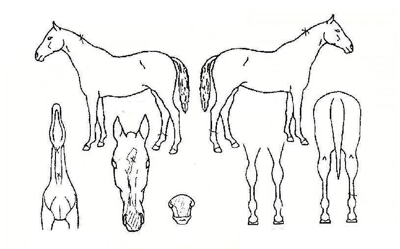 Ʈ���Ƚ��� ����,���,�޸�,�λ�,�ٸ��� Ư¡����