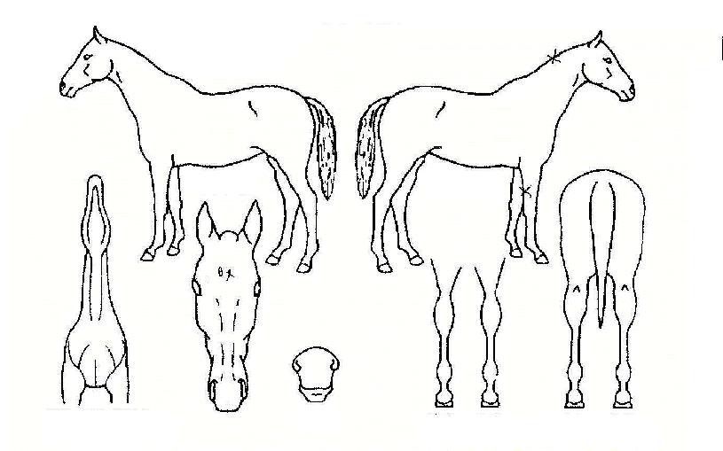 �̽���������� ����,���,�޸�,�λ�,�ٸ��� Ư¡����