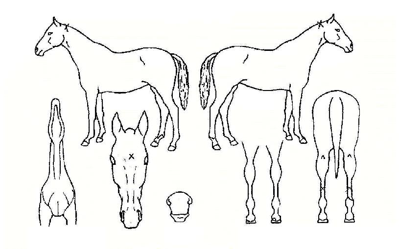 �Ƹ��� ����,���,�޸�,�λ�,�ٸ��� Ư¡����