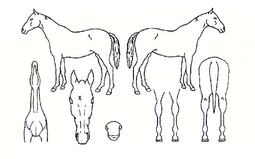 Çö¸ð¾çóÀÇ Ãø¸é,¿ì¸é,µÞ¸é,µÎ»ó,´Ù¸®ÀÇ Æ¯Â¡µµÇØ