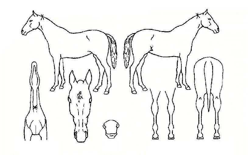 �����ο��� ����,���,�޸�,�λ�,�ٸ��� Ư¡����