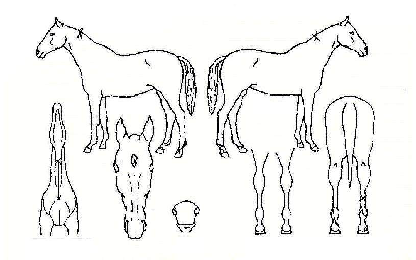 ÀýÈ£Âù½ºÀÇ Ãø¸é,¿ì¸é,µÞ¸é,µÎ»ó,´Ù¸®ÀÇ Æ¯Â¡µµÇØ