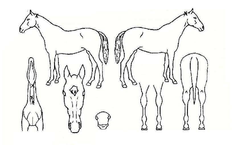 ����� ����,���,�޸�,�λ�,�ٸ��� Ư¡����