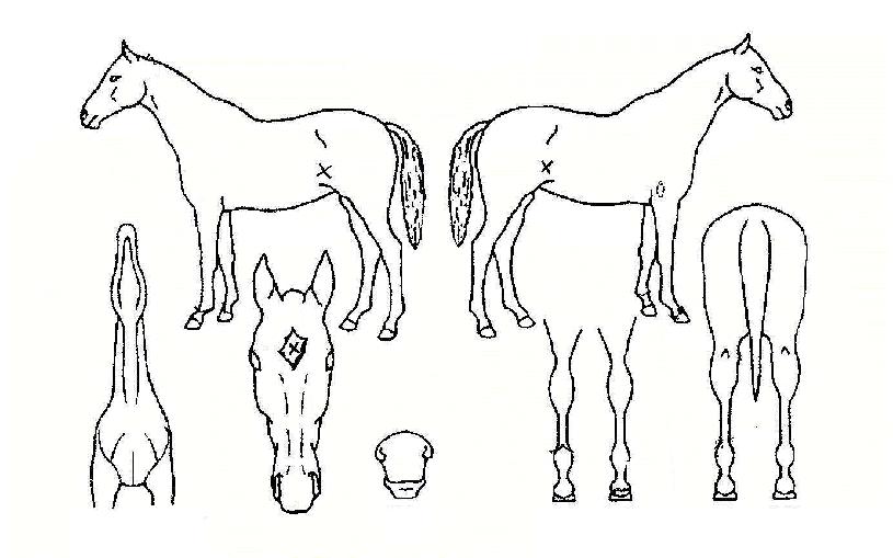 ��ų�� ����,���,�޸�,�λ�,�ٸ��� Ư¡����