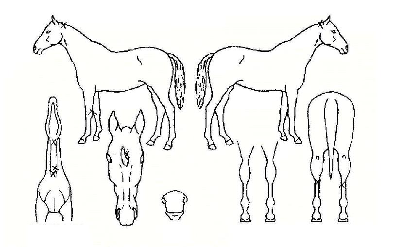 ĳ�������� ����,���,�޸�,�λ�,�ٸ��� Ư¡����