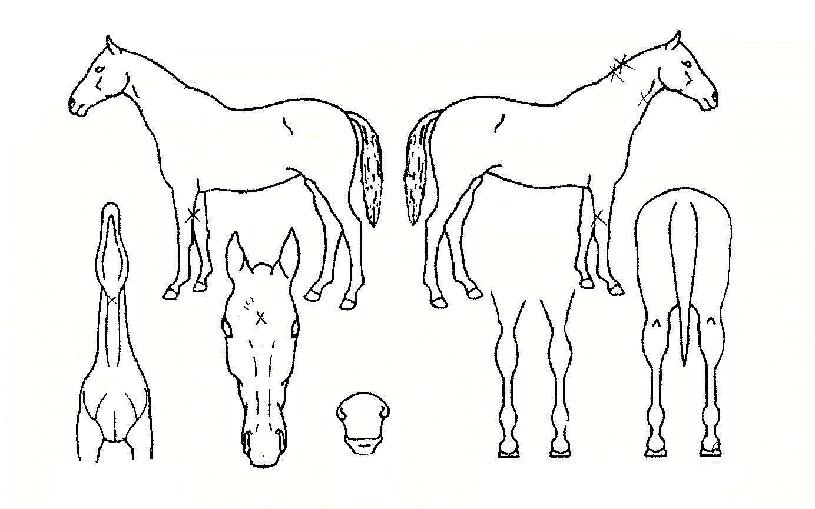 �Ž��� ����,���,�޸�,�λ�,�ٸ��� Ư¡����