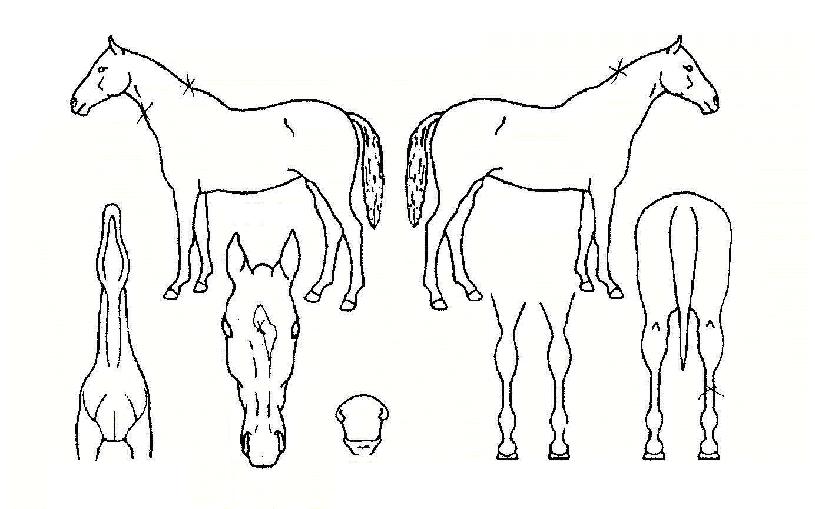 ������Ȥ�� ����,���,�޸�,�λ�,�ٸ��� Ư¡����