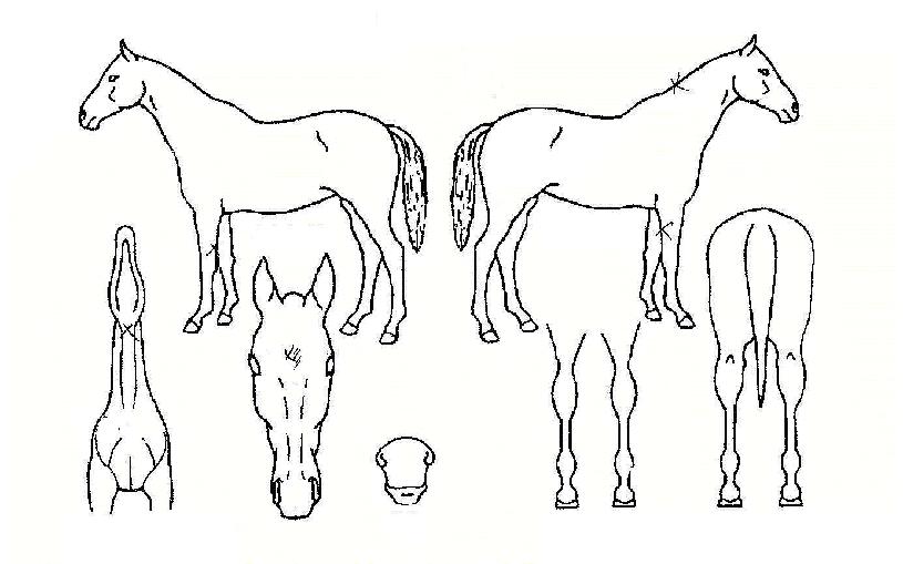 ¹Ì½º¾Æ¾ß¹ÌÀÚ¸¶ÀÇ Ãø¸é,¿ì¸é,µÞ¸é,µÎ»ó,´Ù¸®ÀÇ Æ¯Â¡µµÇØ