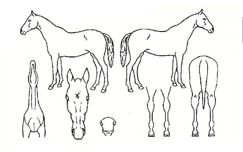 Á¦ÀϹøÂ½ÀÇ Ãø¸é,¿ì¸é,µÞ¸é,µÎ»ó,´Ù¸®ÀÇ Æ¯Â¡µµÇØ