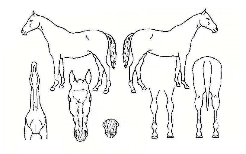 ¹«Çѵ帲ÀÇ Ãø¸é,¿ì¸é,µÞ¸é,µÎ»ó,´Ù¸®ÀÇ Æ¯Â¡µµÇØ