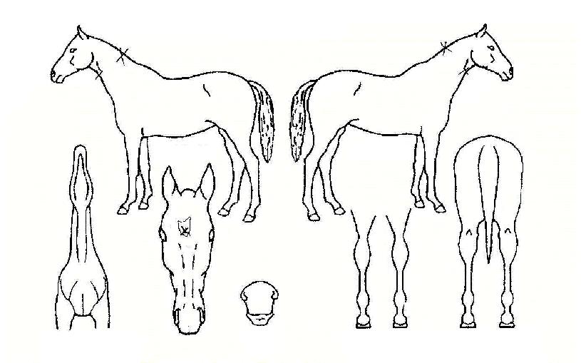 û����� ����,���,�޸�,�λ�,�ٸ��� Ư¡����