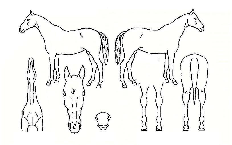 �����۶��� ����,���,�޸�,�λ�,�ٸ��� Ư¡����