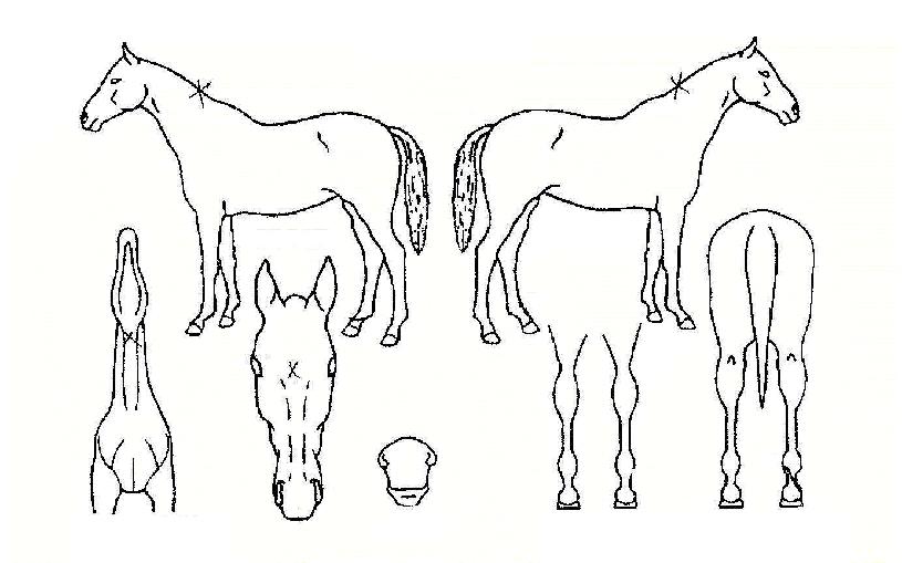 ���ع�½�� ����,���,�޸�,�λ�,�ٸ��� Ư¡����