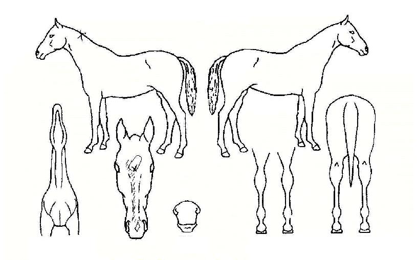 �����ŷ��� ����,���,�޸�,�λ�,�ٸ��� Ư¡����