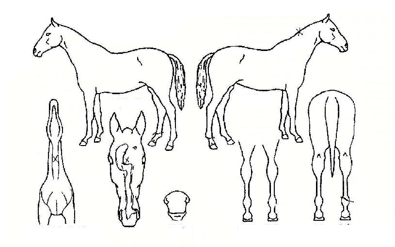 Àμ£¶óÀÇ Ãø¸é,¿ì¸é,µÞ¸é,µÎ»ó,´Ù¸®ÀÇ Æ¯Â¡µµÇØ