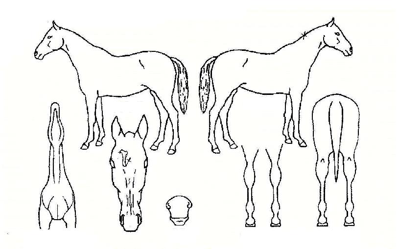 ������ ����,���,�޸�,�λ�,�ٸ��� Ư¡����