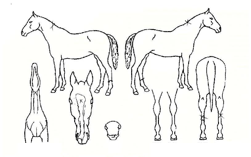 ��巯���� ����,���,�޸�,�λ�,�ٸ��� Ư¡����