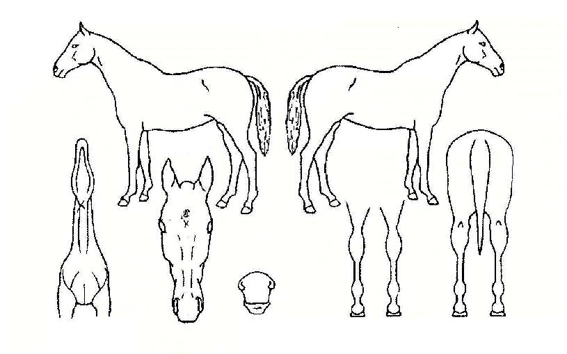 ��Ȧ�������ڸ��� ����,���,�޸�,�λ�,�ٸ��� Ư¡����