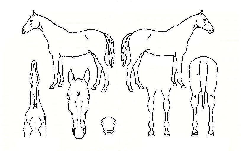 �ֶ��� ����,���,�޸�,�λ�,�ٸ��� Ư¡����