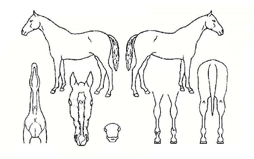 �ٰ��ٰ��� ����,���,�޸�,�λ�,�ٸ��� Ư¡����